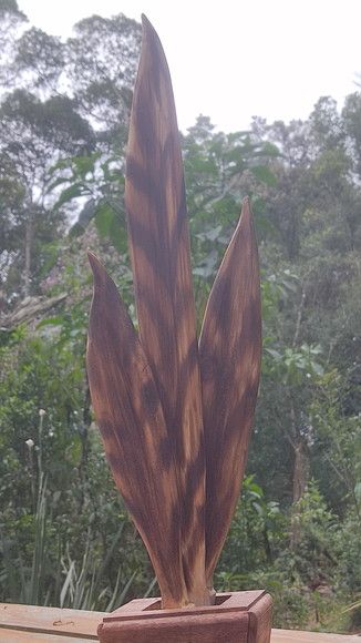 Espadas de São Jorge em Madeira