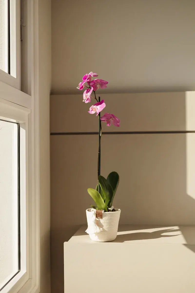 Cachepô Artesanal para Orquídea em Cestaria