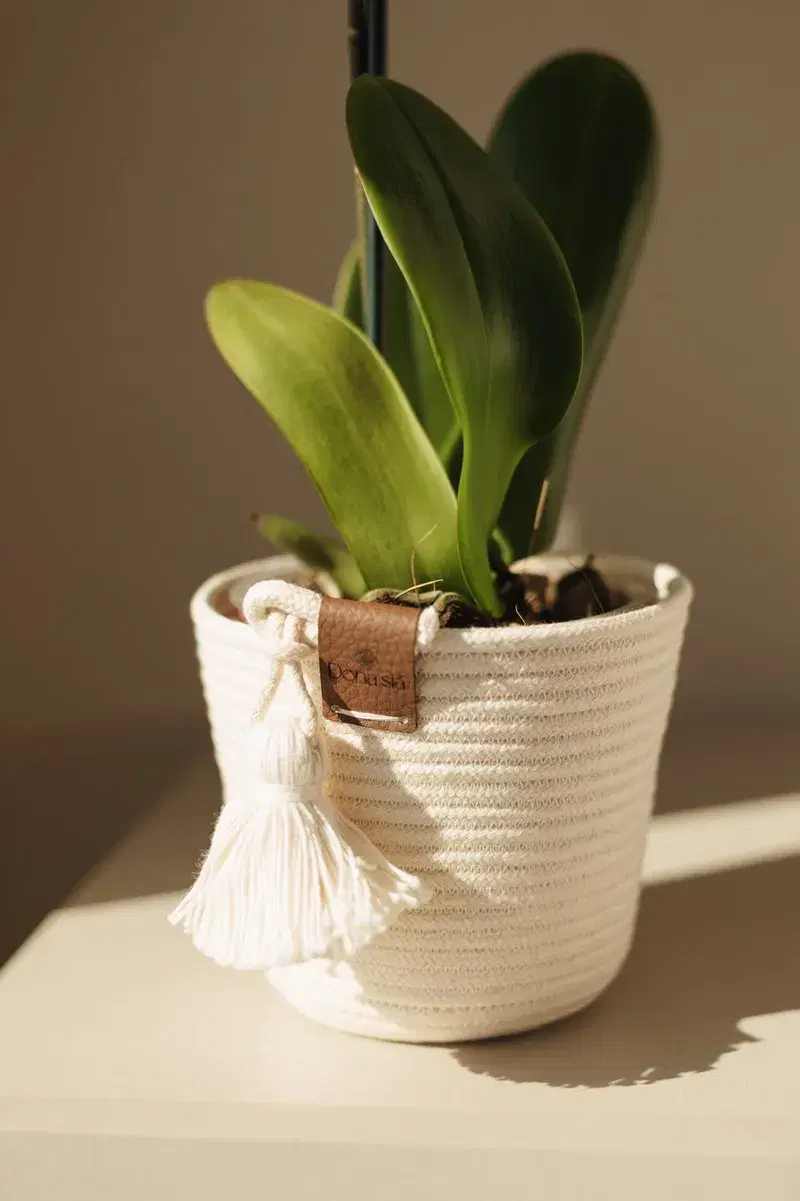 Cachepô Artesanal para Orquídea em Cestaria